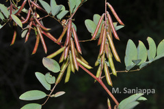 Indigofera longiracemosa